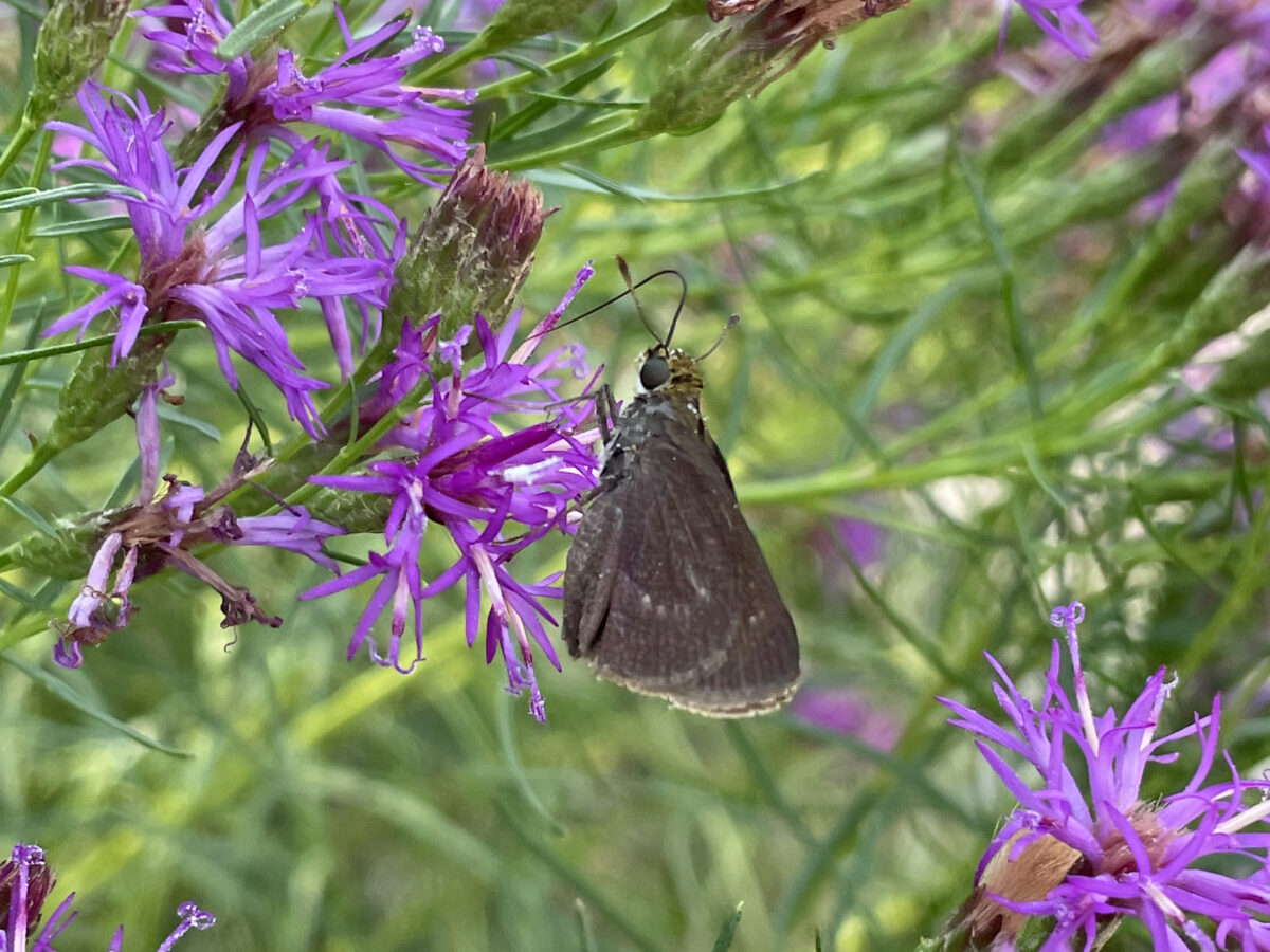 Insects - Motivation for Native Landscaping - Dyck Arboretum