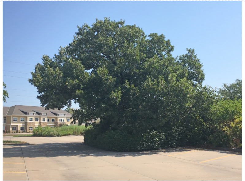 Shrubs for Bees - Dyck Arboretum