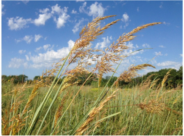 Landscape Design Archives - Dyck Arboretum