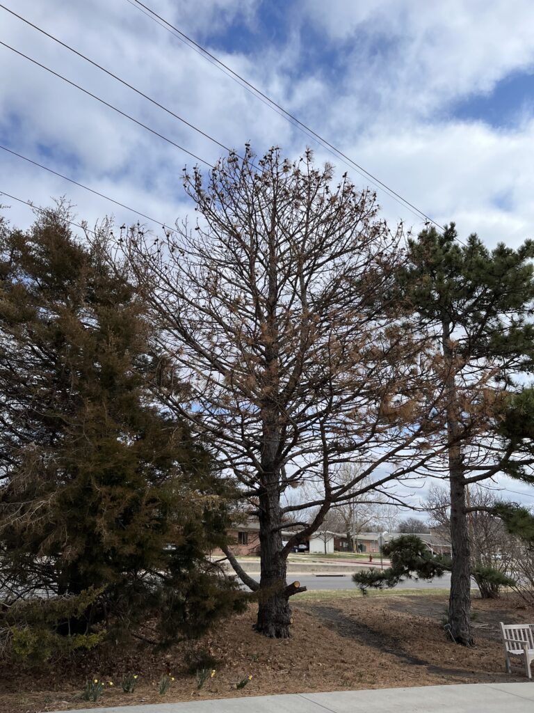 Australian Pine Pick - Rustic Roots