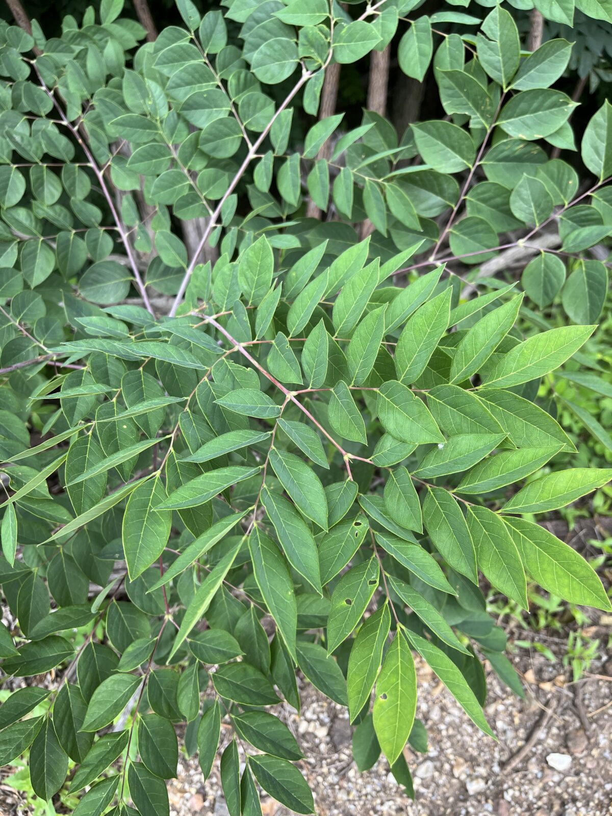 Top Plant Picks Archives - Dyck Arboretum