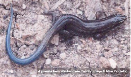 Kansas Herpetofaunal Atlas