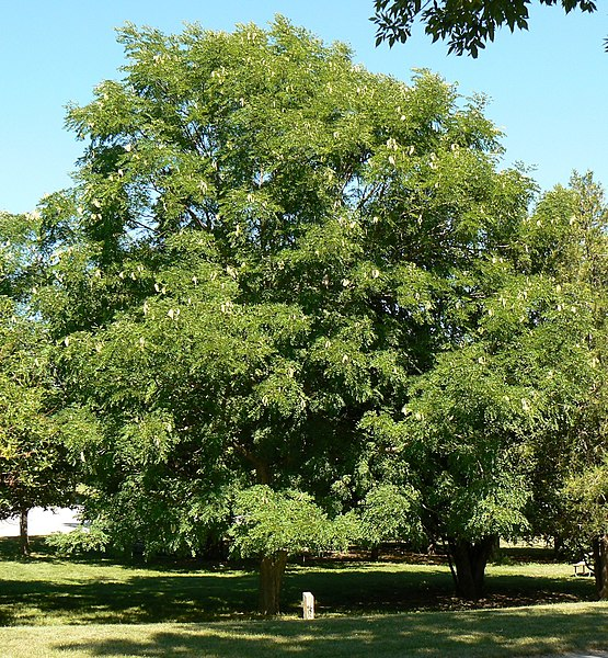 Ky native deals trees