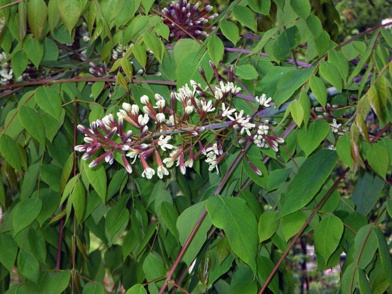 Kansas trees Archives - Dyck Arboretum
