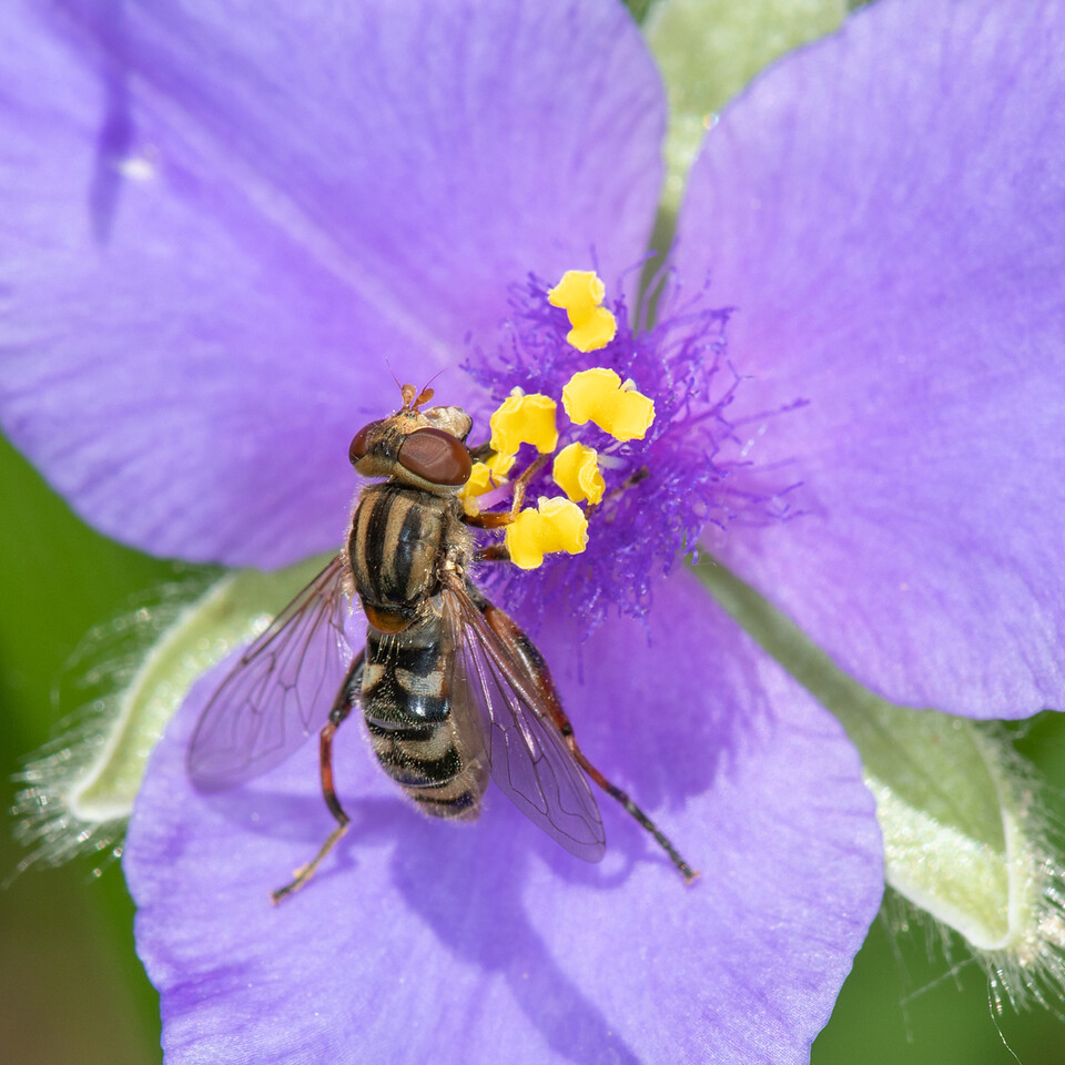 Attracting Bees & Beneficial Insects with Native Plants