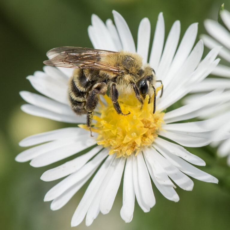 Attracting Bees & Beneficial Insects With Native Plants - Dyck Arboretum