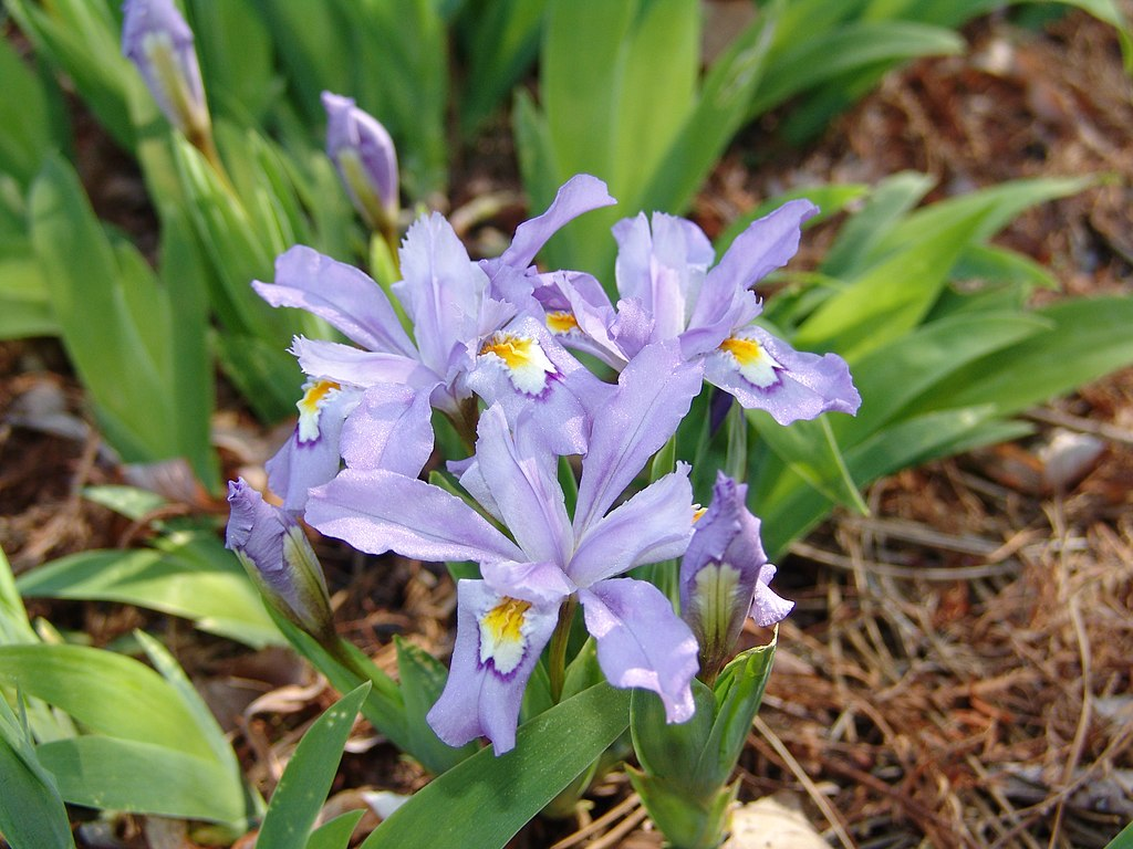 Tall Bearded Iris (Iris 'Cold as Ice') in the Irises Database 