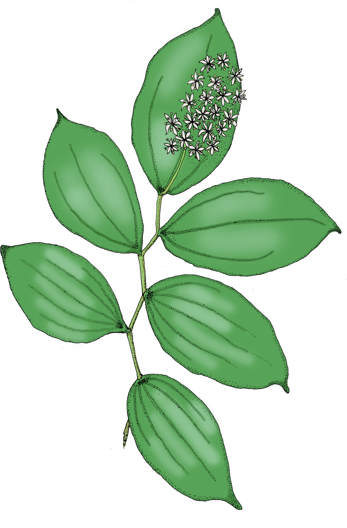 Plant Profile: False Solomon's Seal - Dyck Arboretum