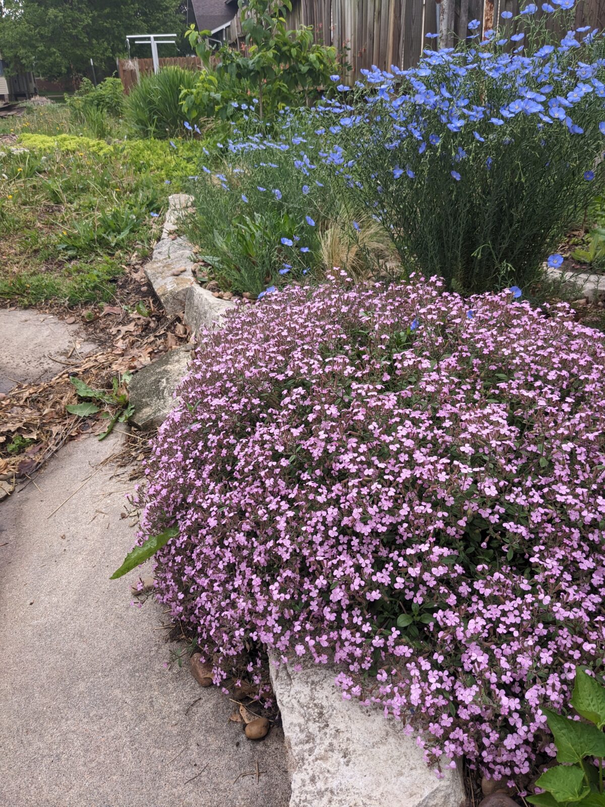 kansas native plants Archives - Dyck Arboretum