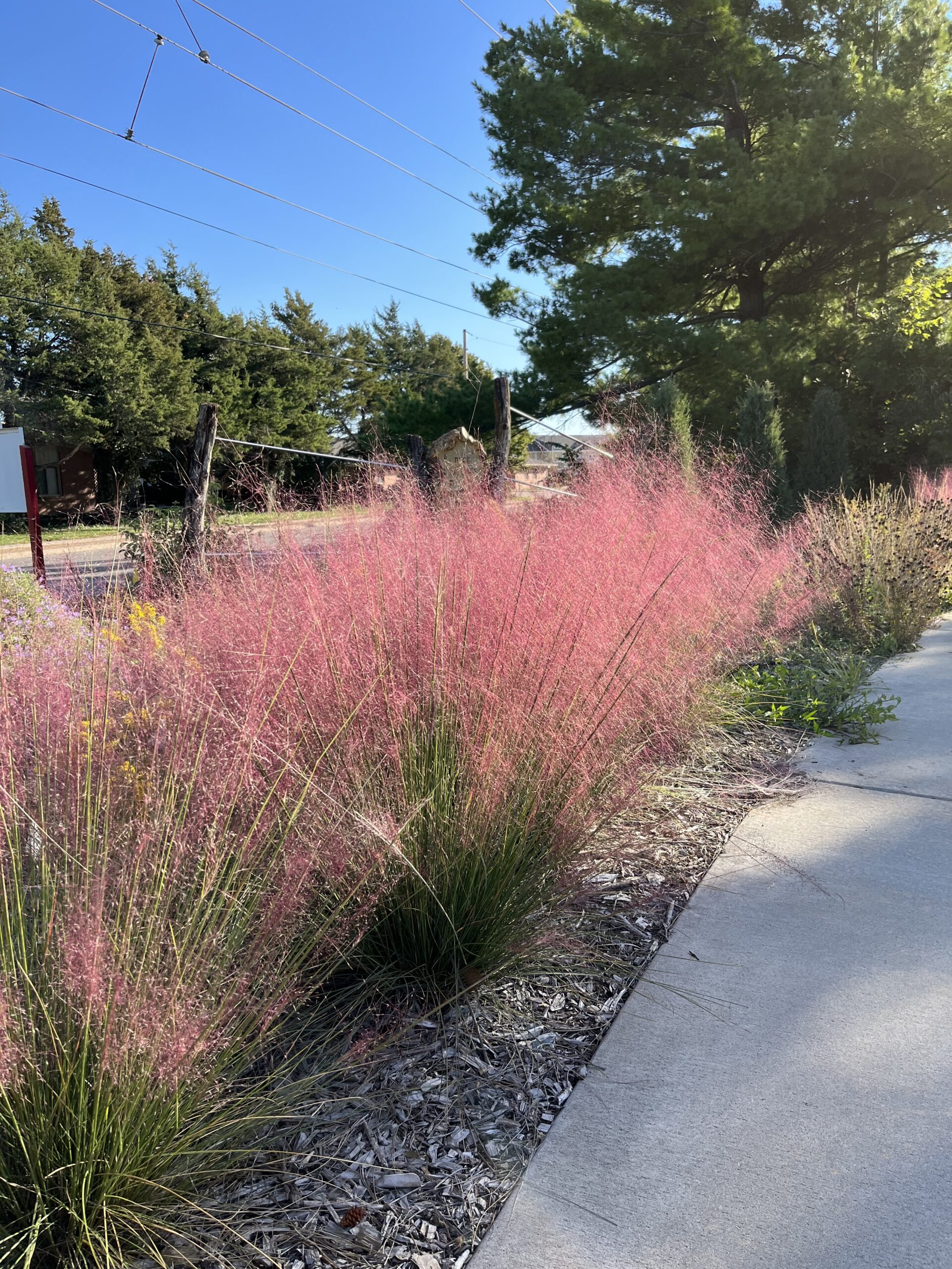 Muhlenbergia Pink Muhly Grass 57 OFF
