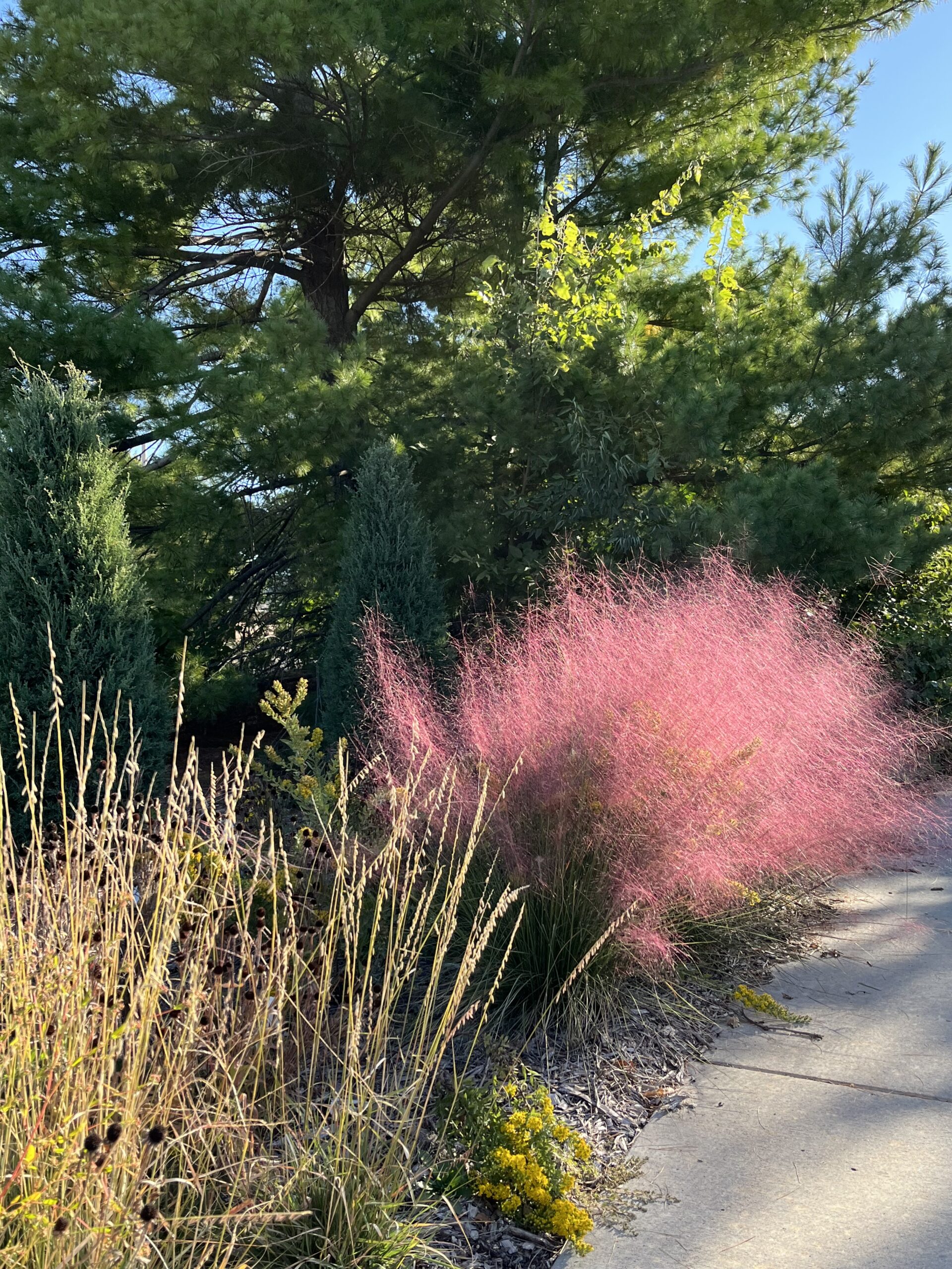 https://dyckarboretum.org/wp-content/uploads/2023/10/IMG_70281-scaled.jpg