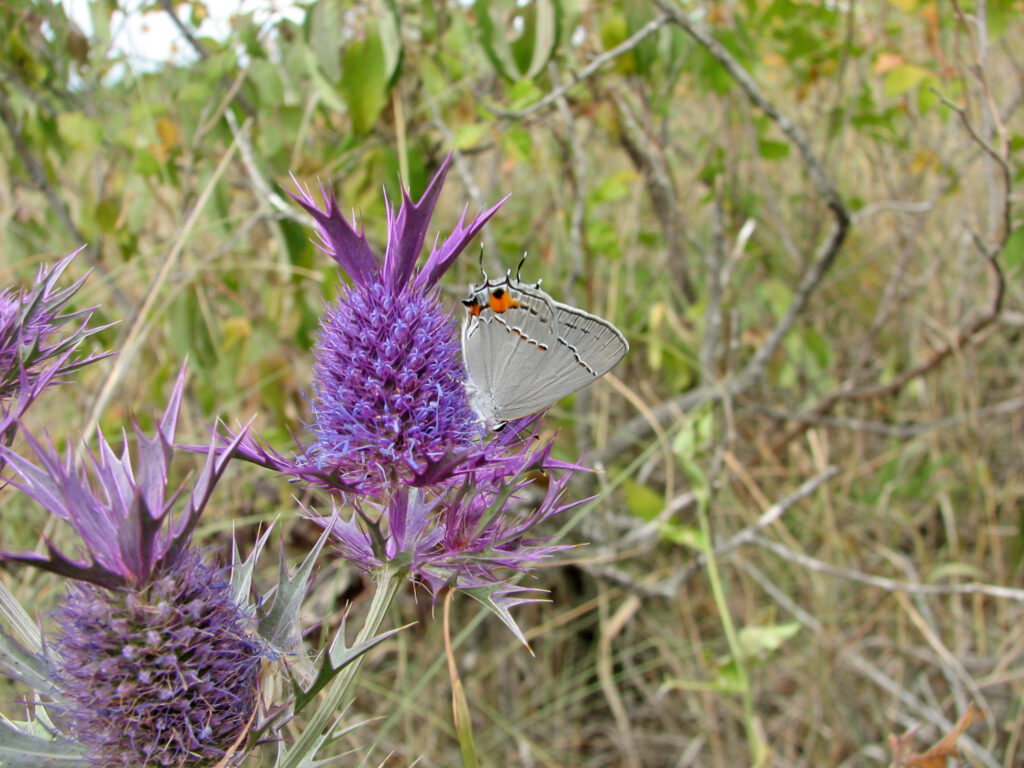 (LECTURE CANCELLED) What Do Kansas Prairie Pollinators Need to Make It?