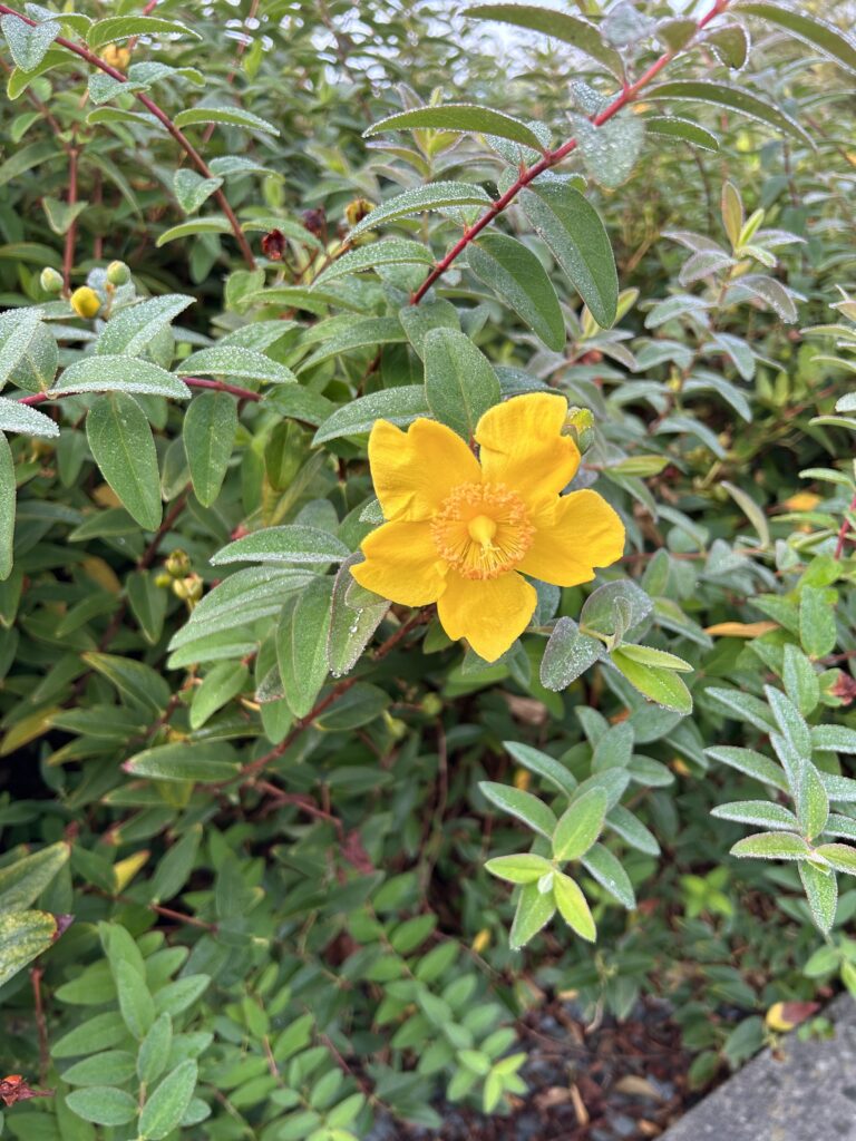 St. Johns wort flower; yellow with five petals