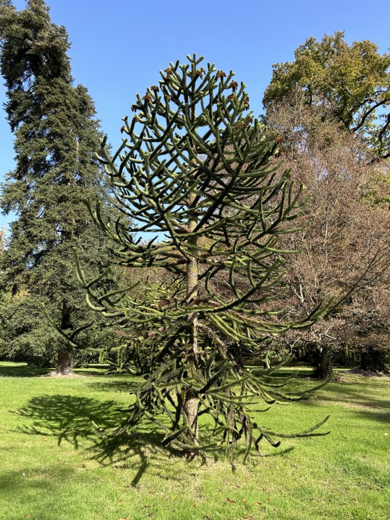 A monkey puzzle tree, Araucaria araucana surrounded by lawn on the Chenonceau grounds, a site popular site to visit among the gardens of France.