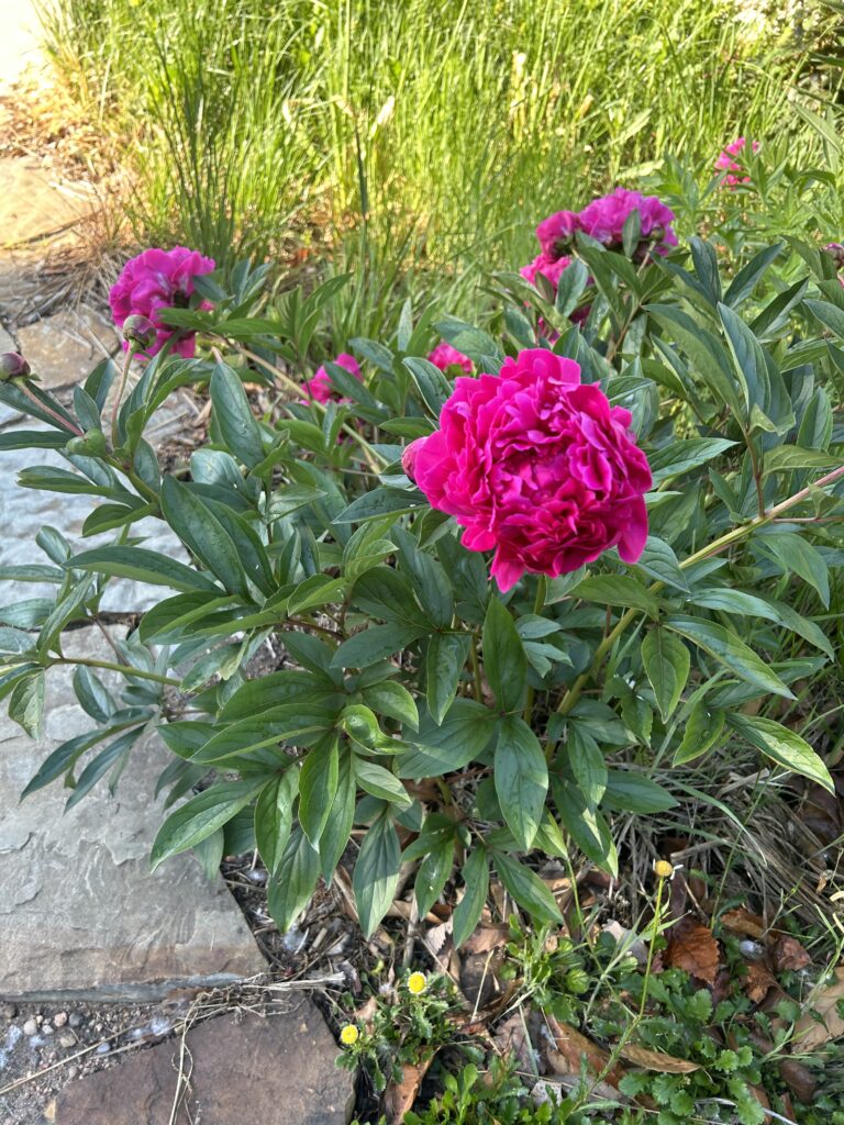 'Kansas' variety garden peony -- pom-pom shaped flower head with multple petal layers, hot pink/magenta