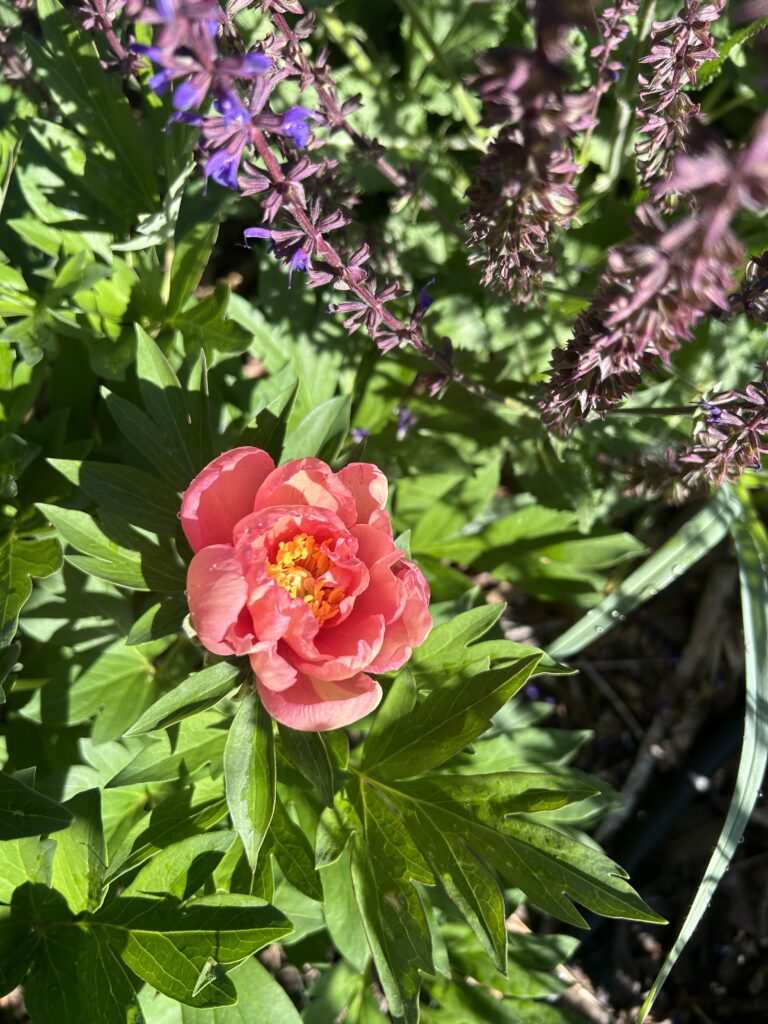 'Julia Rose' Itoh Peony -- coral pink bloom with frilly yellow center