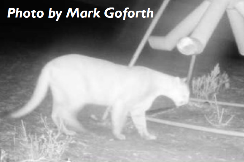 Mountain Lions in Kansas