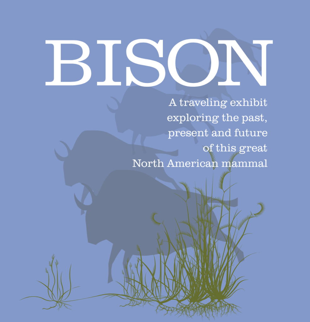 Bison. A traveling exhibit. exploring the past, present and future of this great North American Mammal